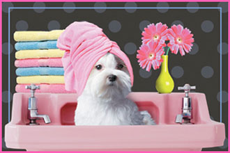 dog grooming shampoo