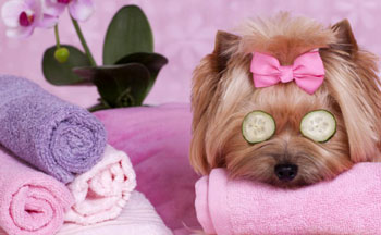 dog grooming shop coupon